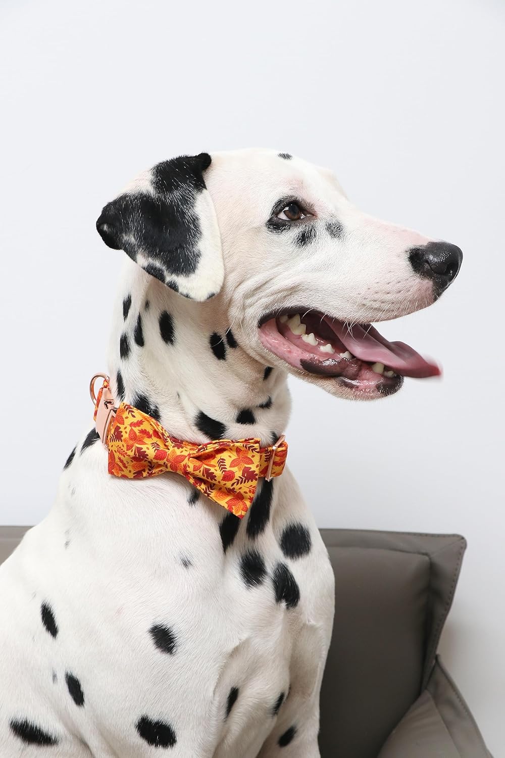 Lionet Paws Dog Collar with Bowtie - Cute Cotton Adjustable Fall Bowtie Dog Collar with Metal Buckle for Small Medium Large Dog Girl Boy Gift, XL, Neck 16-26in