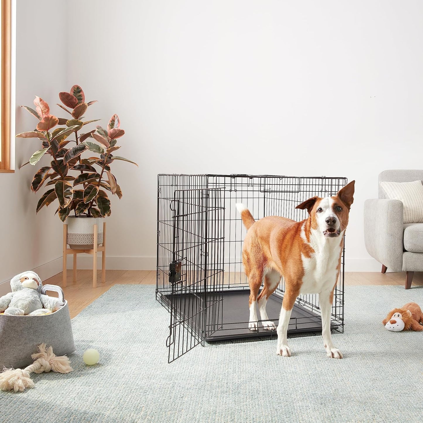 Amazon Basics Durable, Foldable Metal Wire Dog Crate with Tray, Single Door, 42 x 28 x 30 in, Black