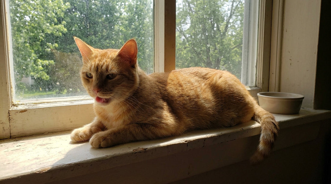 How to Prepare Your Indoor Cat for the Warm Summer Months Ahead