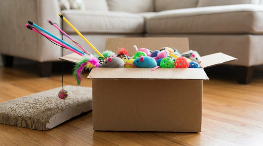 How to Organize Your Cat’s Supplies Without Creating Home Clutter