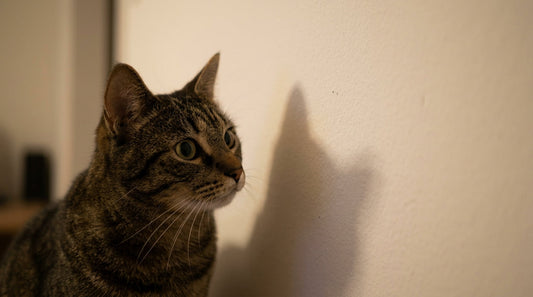 Why Your Cat Stares at Blank Walls and What It Means for Enrichment