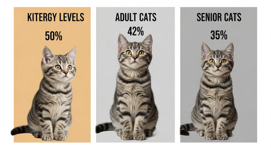 Indoor Cat Energy Levels: What’s Normal by Age