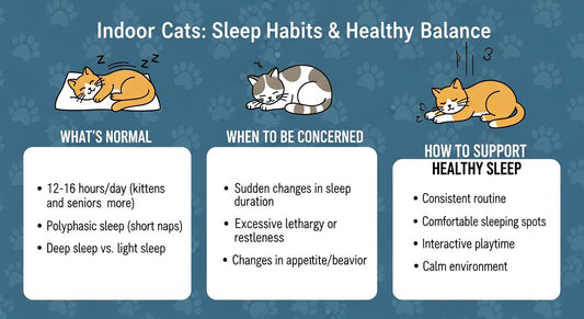 How to Support an Indoor Cat That Sleeps All Day