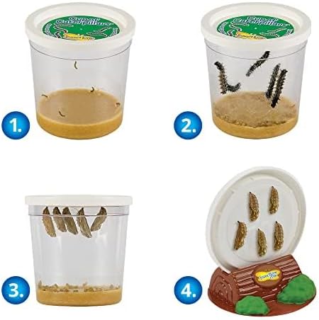 Insect Lore Butterfly Garden with Giant Birthday Card | 5 Live Baby Caterpillars | STEM Journal, Habitat, Chrys-A-Lid, Feeder | Raise and Release Painted Lady Butterflies