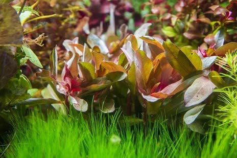 SubstrateSource Hydrocotyle leucocephala Brazilian Pennywort Live Aquatic Aquarium Plant