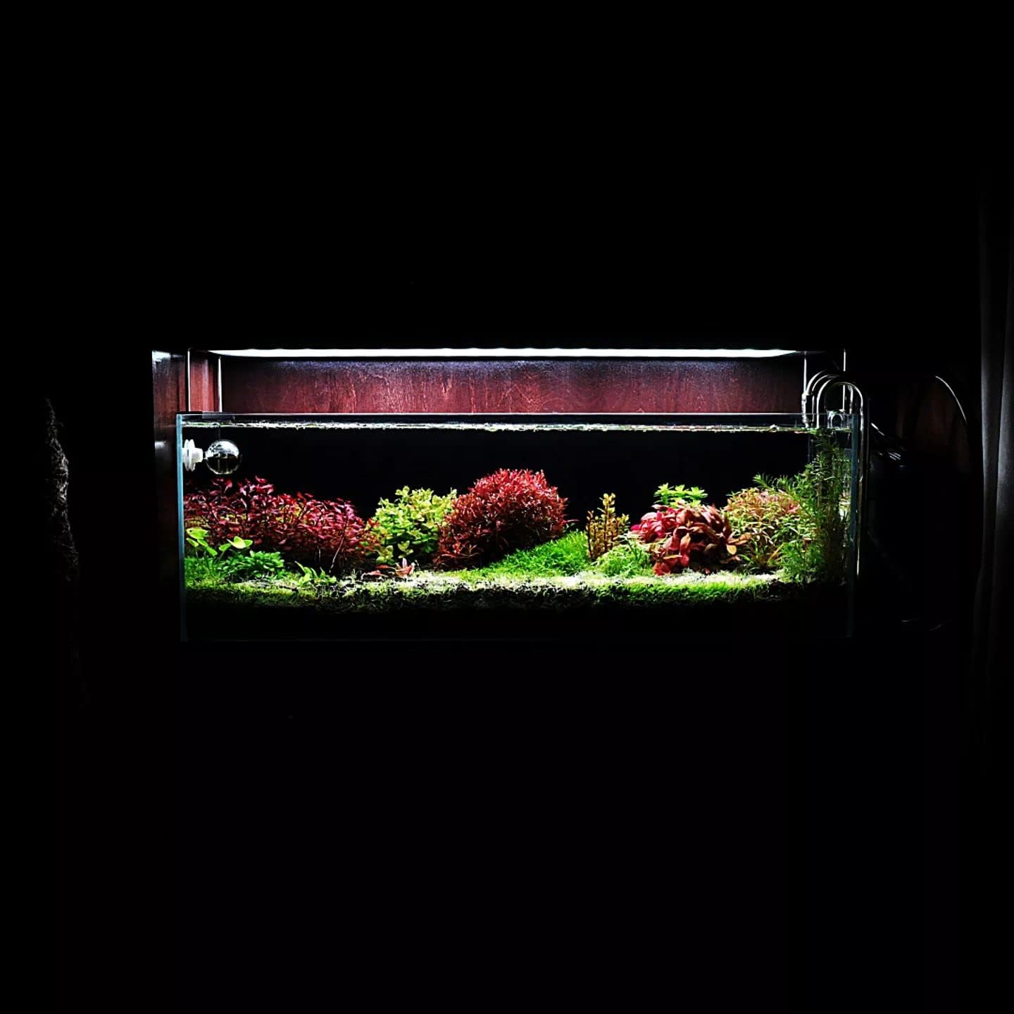 SubstrateSource Live Aquarium Stem Plants - Freshwater Aquatic Plant for Fish Tanks, Aquascaping - (Bacopa Monnieri Moneywort, 1 Bunch)