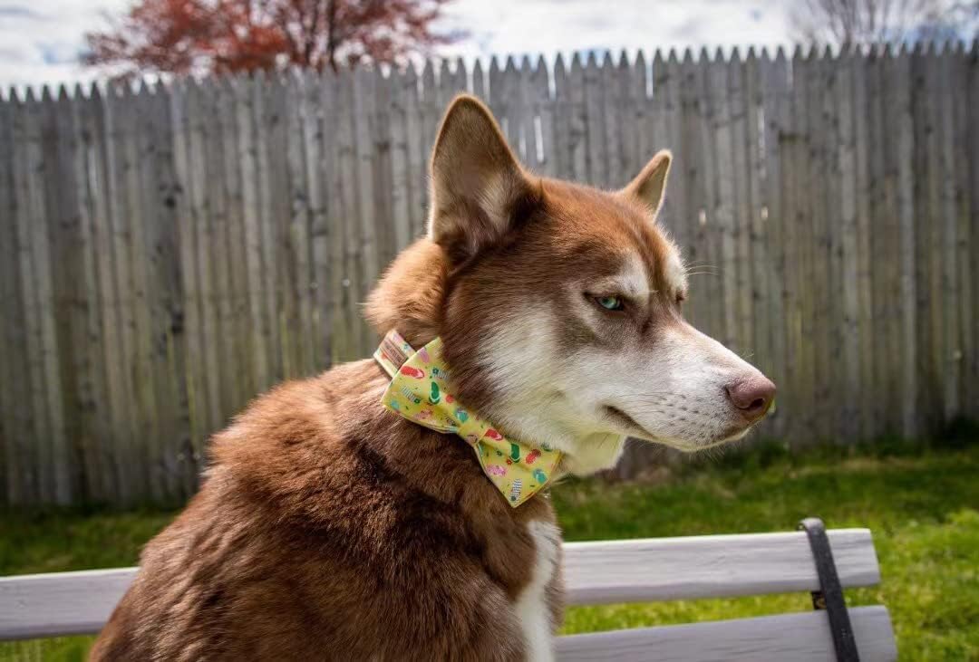 Elegant Little Tail Bowtie Dog Collar - Summer Cute Bow for Small to Large Dogs