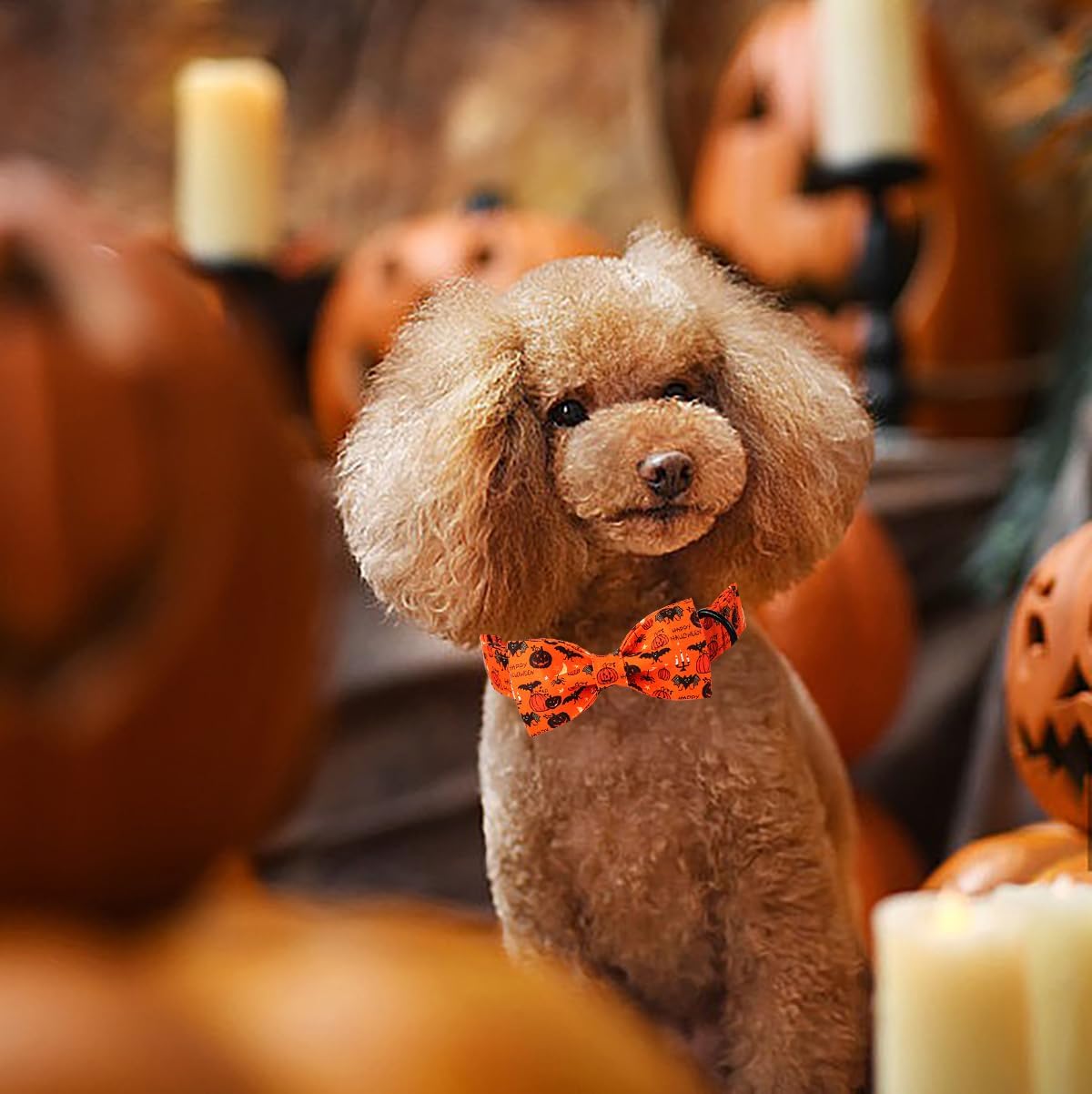 Lionet Paws Fall Halloween Dog Collar, Cute Bat Pumpkin Dog Collar for Large Dogs, Adjustable Cotton Orange Pet Collars for Large Dogs
