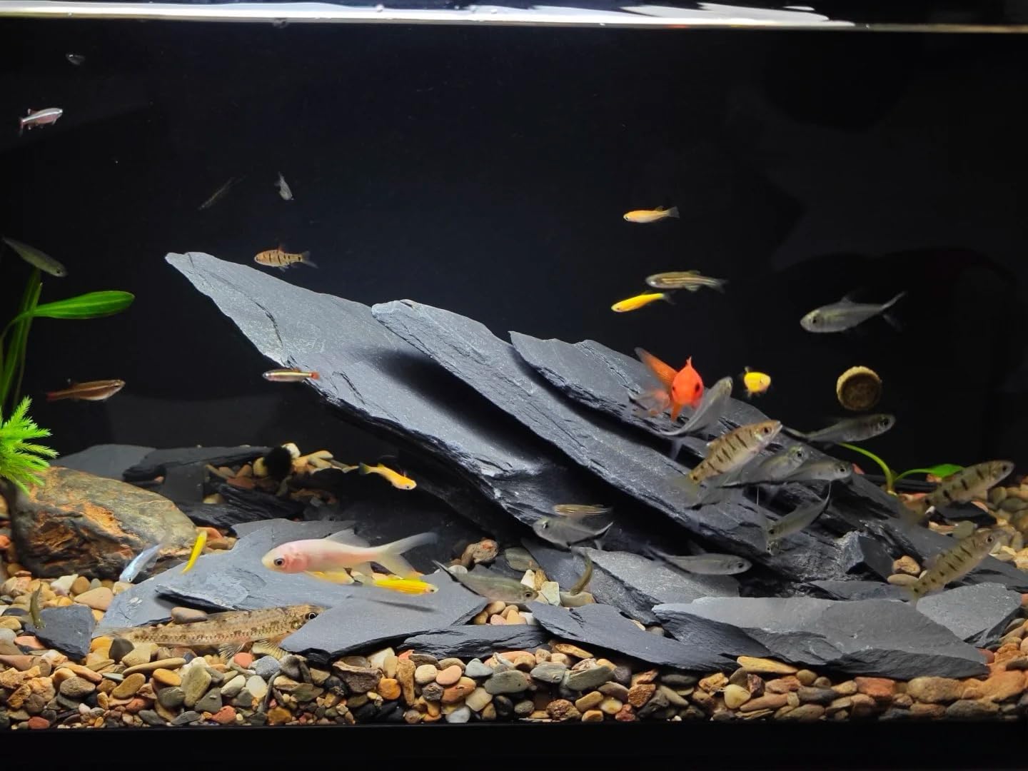 Natural Slate Stone Rocks 2 to 6 inch Aquariums Stone for Aquascaping,Terrariums,Reptile Enclosures,Paludariums, and Gardens-10lb