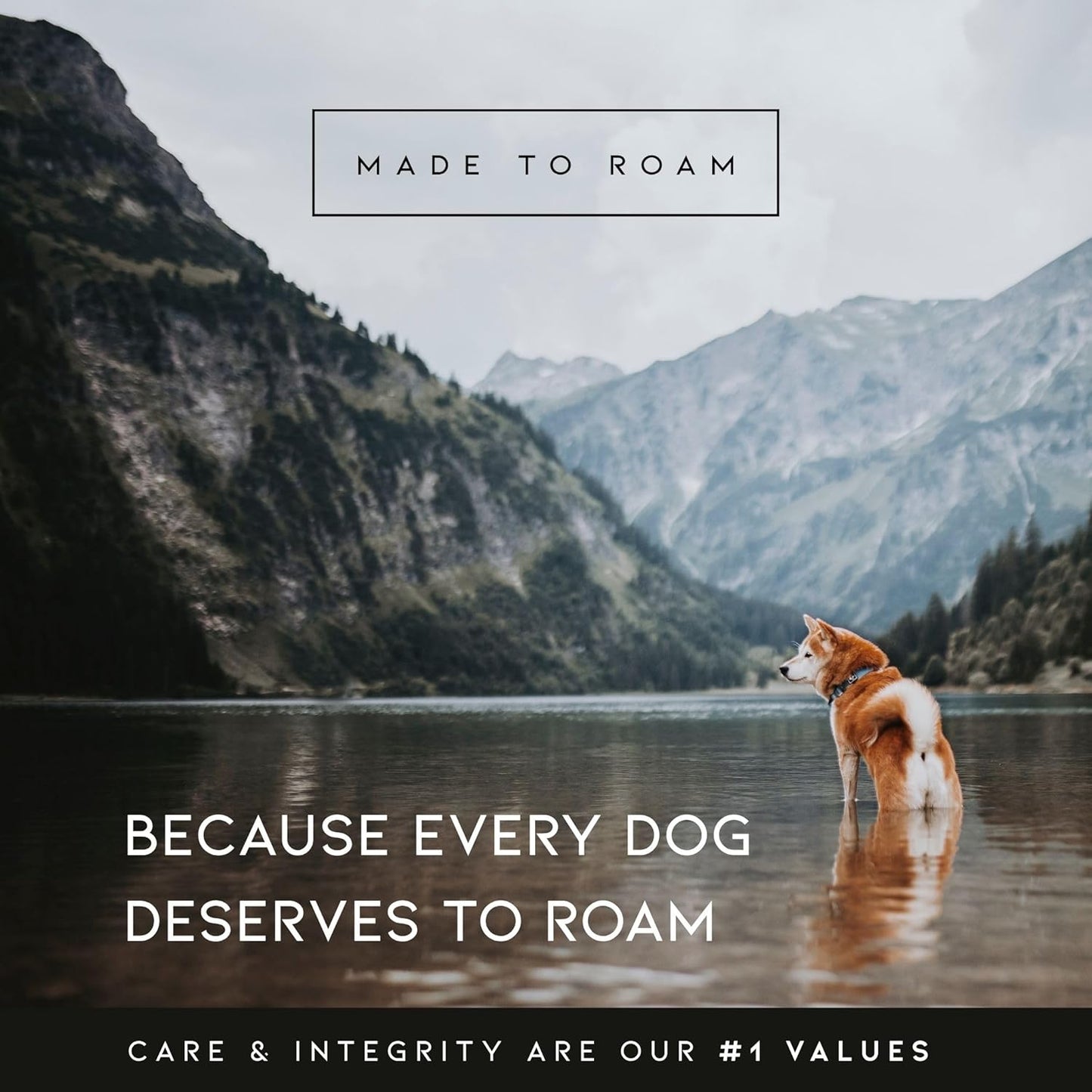MADE TO ROAM Premium Explorer Harness - Y-Shaped Dog Harness with Adjustable Durable Nylon, Soft Padding, Metal Buckles and Leather Handle for Small, Medium, Large Dogs (Utah Glow, Size 3)