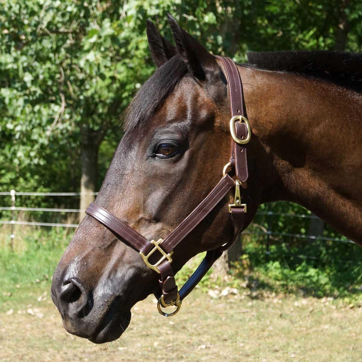 Country Pride Fairfield Triple Stitched Leather Halter