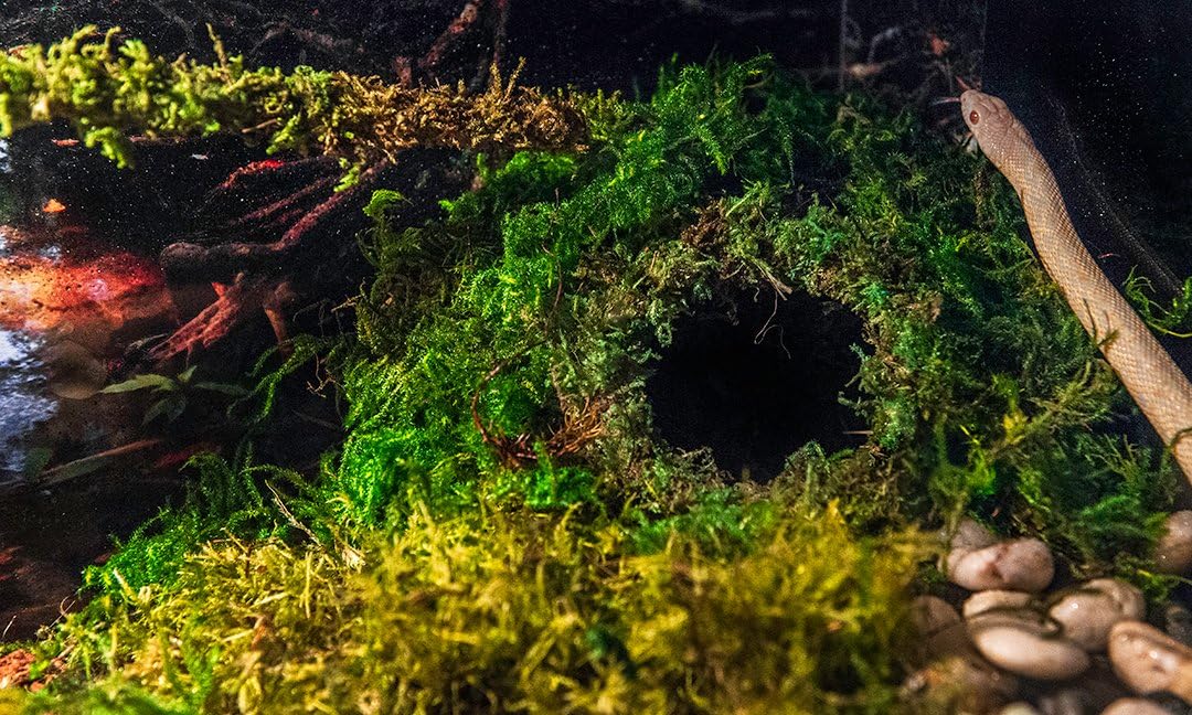 Galápagos (05348) Mossy Cave Hide, 6", Green Sphagnum (Pack of 6)