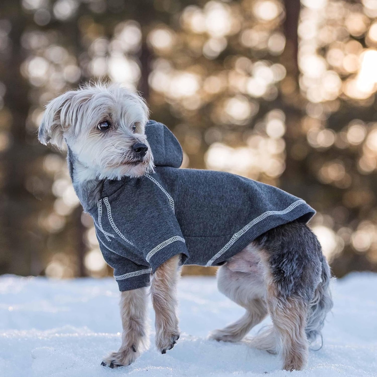 Blueberry Pet Essentials Soft & Comfy Better Basic Cotton Blend Dog Hoodie Sweatshirt in Charcoal Grey, Back Length 20", Pack of 1 Jacket for Dogs