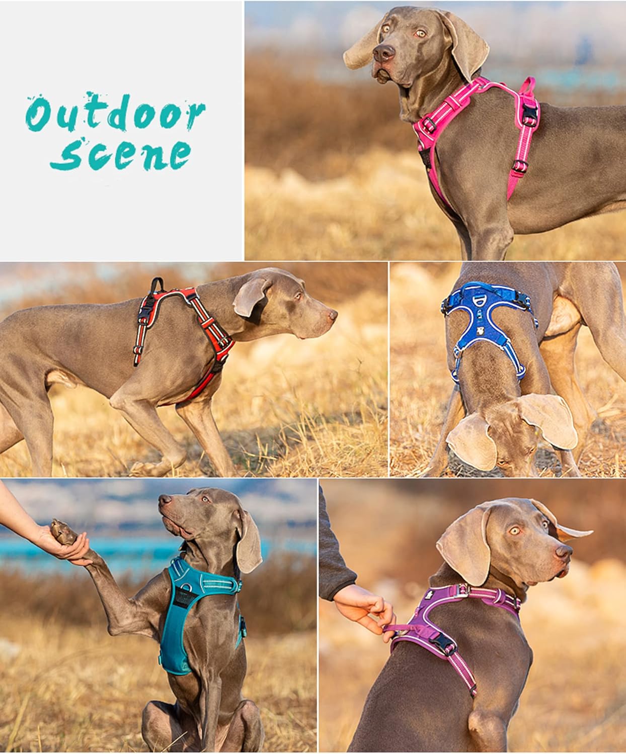 TRUE LOVE Dog Harness No Pull Nylon Reflective Pet Harness Adjustable Comfortable Control Step-in Brilliant Colors Truelove TLH56512 XS Orange