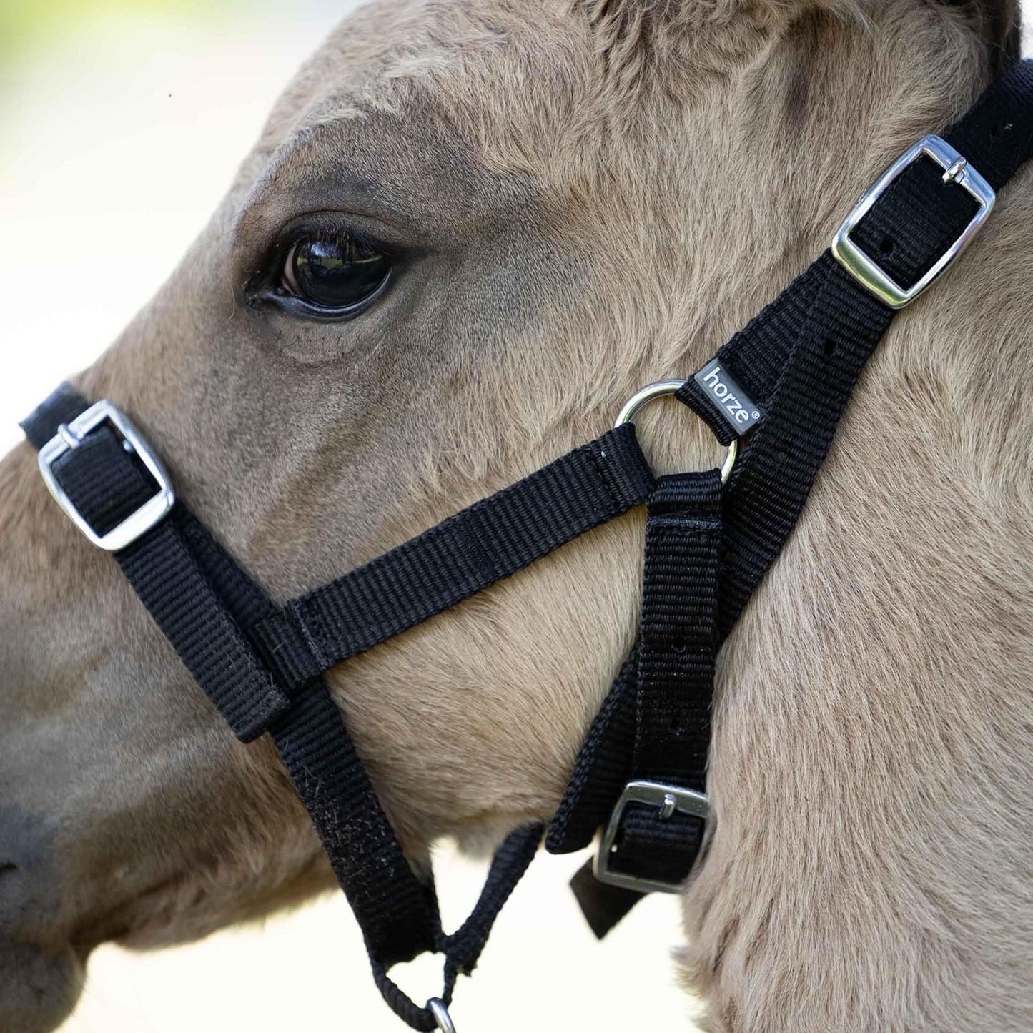 HORZE Adjustable Nylon Horse Halter for Foals, Colts, Fillies, Mini Horse Halter | Comfortable Small Horse Halter with Sturdy Buckles - Black - Foal