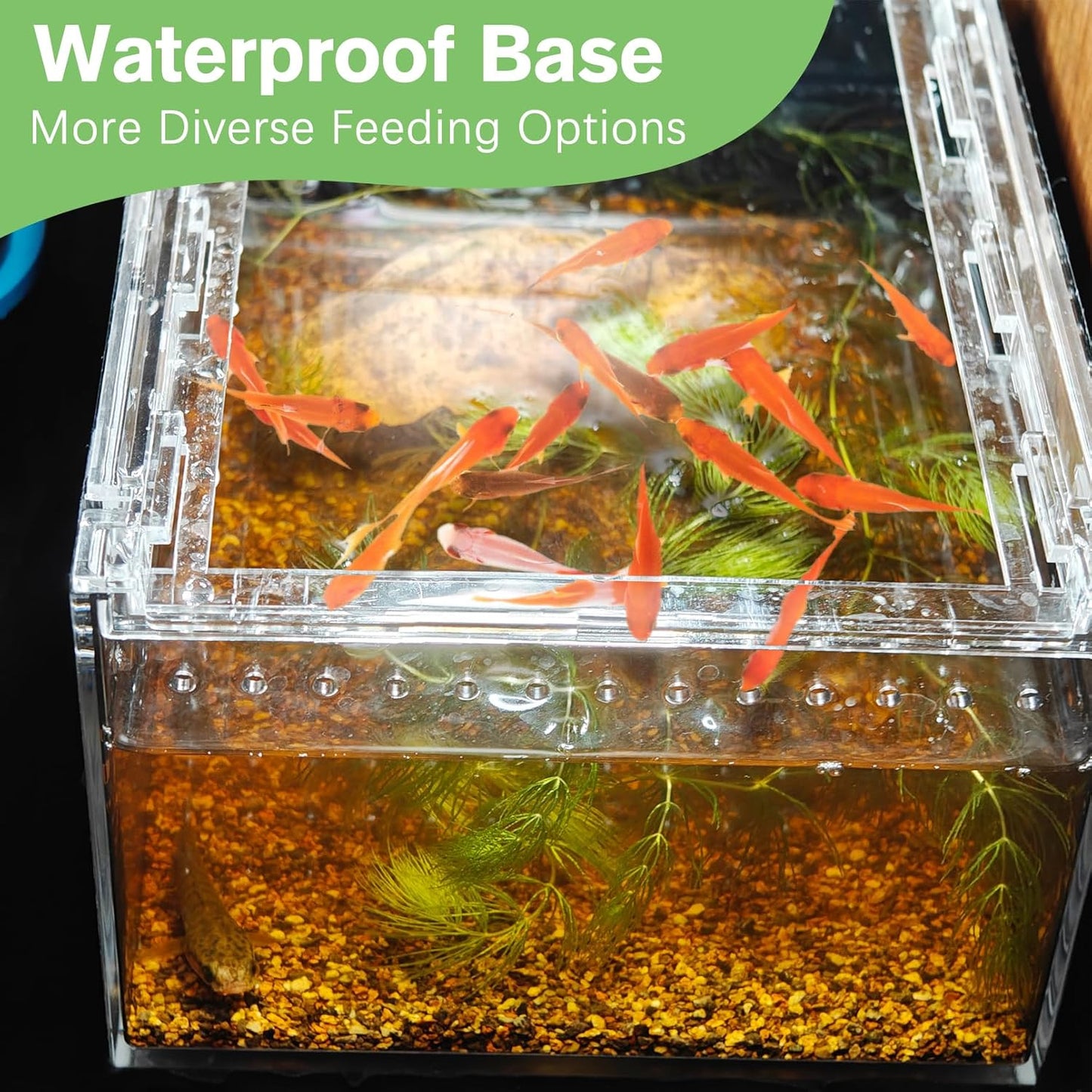 Acrylic Tarantula Enclosure Box No Assembly Reptile Terrarium 8x6x4in Transparent Sling Cage Magnetic Jumping Spiders Habitat Breeding Tank for Lizard Scorpion Insect Isopods Invertebrates