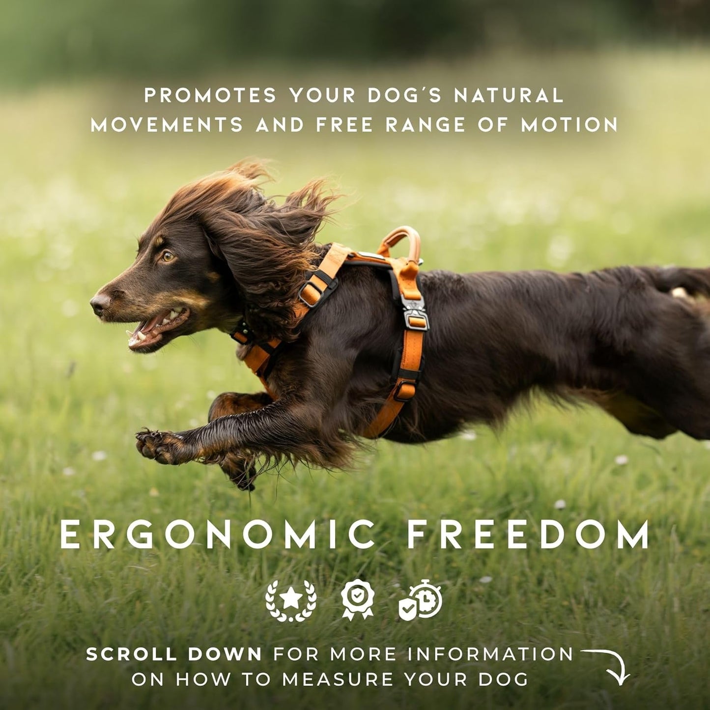 MADE TO ROAM Premium Explorer Harness - Y-Shaped Dog Harness with Adjustable Durable Nylon, Soft Padding, Metal Buckles and Leather Handle for Small, Medium, Large Dogs (Vermont Weekends, Size 6)