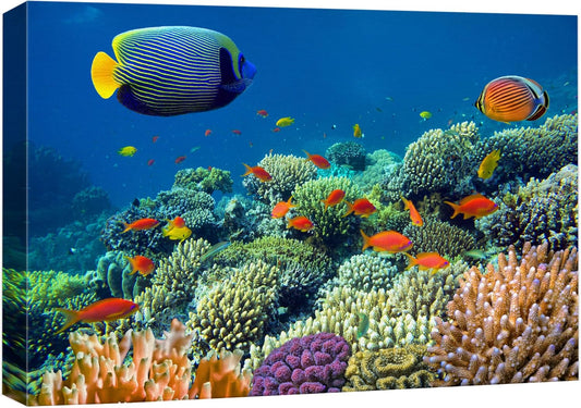 wall26 Canvas Print Wall Art Tropical Underwater Sea Coral Reef Fish Nature Animals Photography Realism Rustic Scenic Landscape Wilderness Earth Colorful for Living Room, Bedroom, Office - 32"x48"