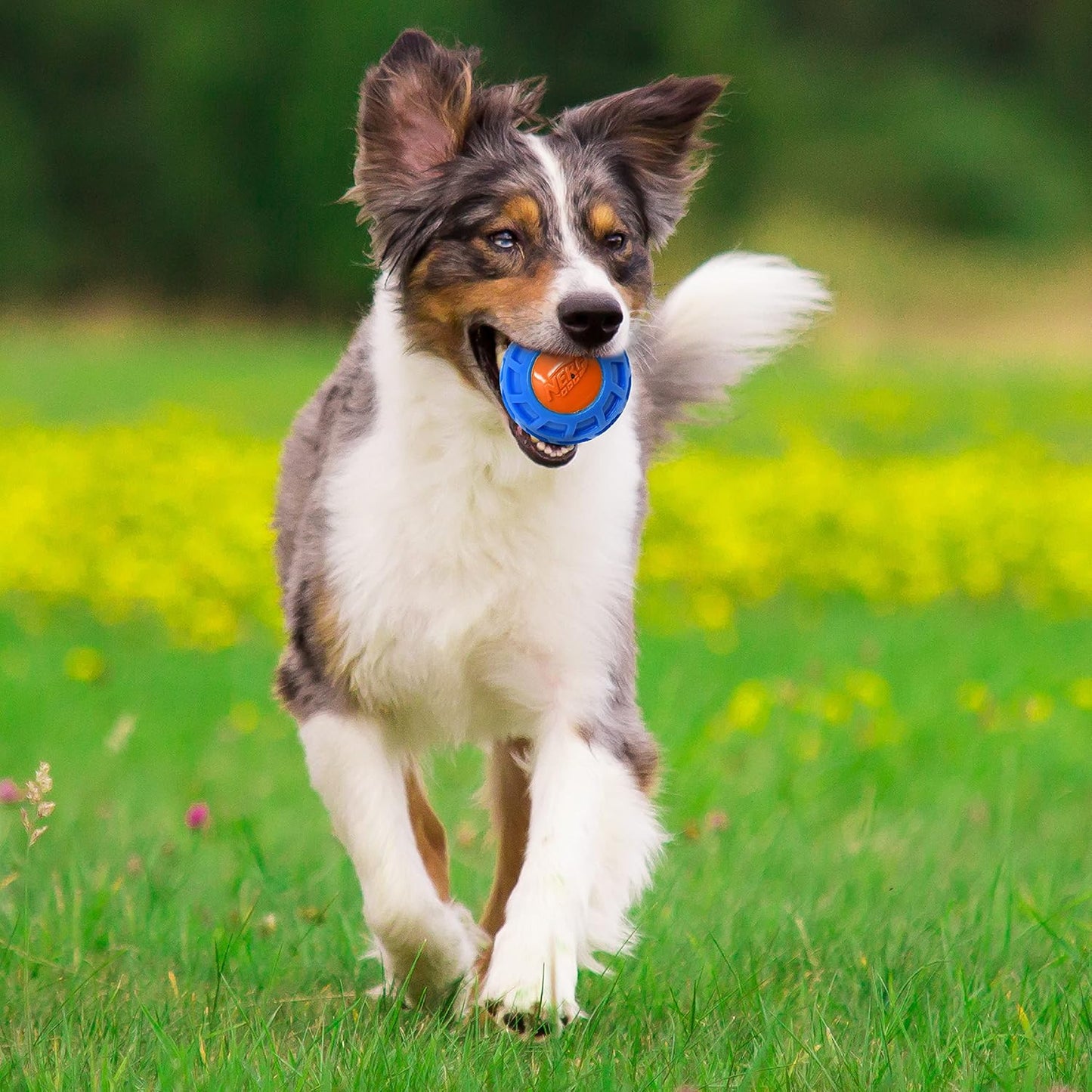 Nerf Dog 4in TPR EXO Squeak Ball - Blue/Orange, Large Breeds